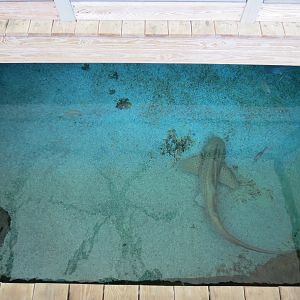 Stingray Bay - View Down To Shark Exhibit