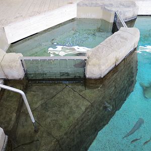 Stingray Bay - Shark Exhibit
