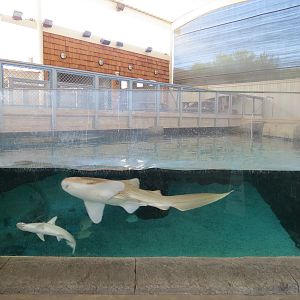 Stingray Bay - Shark Exhibit