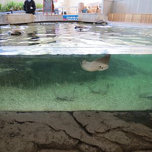 Stingray Bay - Cownose Ray Exhibit