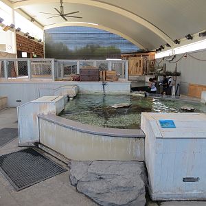 Stingray Bay - Cownose Ray Exhibit