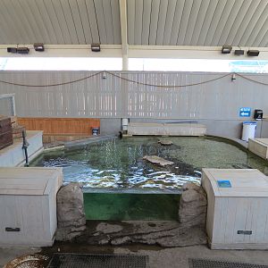 Stingray Bay - Cownose Ray Exhibit