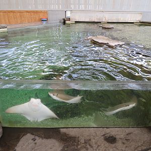 Stingray Bay - Cownose Ray Exhibit
