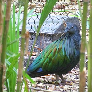 Nicobar Pigeon