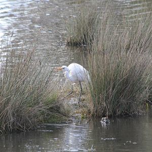 Intermediate Egret