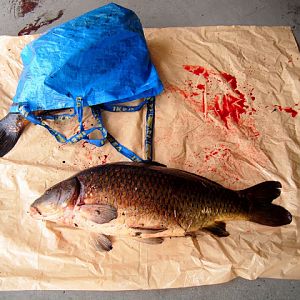 Cyprinus carpio - 13 kg