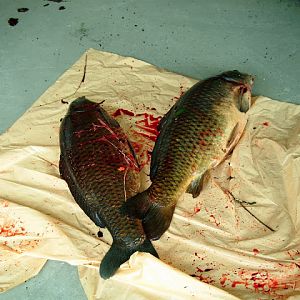Cyprinus carpio - 9 and 13 kg.