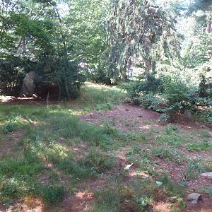 WOLF- New Mexican Wolf Exhibit