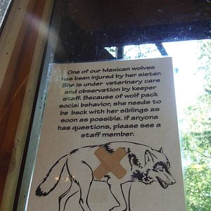 WOLF- Injured Wolf Notice