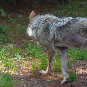 WOLF- New Mexican Wolf