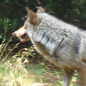 WOLF- New Mexican Wolf