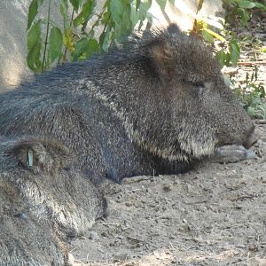 Chacoan Peccaries