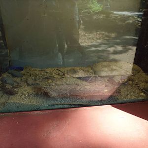 New England Farmyard- Bug House- Giant Vinegaroon Exhibit