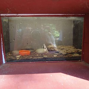 New England Farmyard- Bug House- Blue Death Feigning Beetle