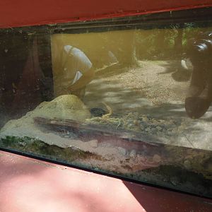 New England Farmyard- Bug House- Desert Scorpion Exhibit