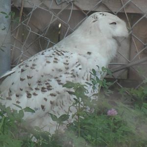 New England Farmyard- Snowy Owl
