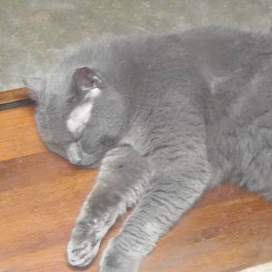 New England Farmyard- Domestic Cat