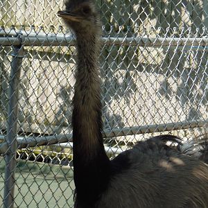 New England Farmyard- Male Greater Rhea