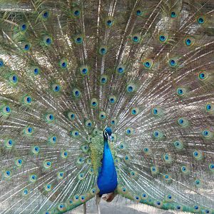 New England Farmyard- Indian Peafowl