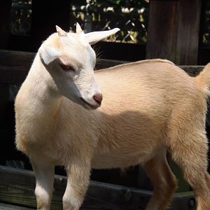 New England Farmyard- Nigerian Dwarf Goat Kid
