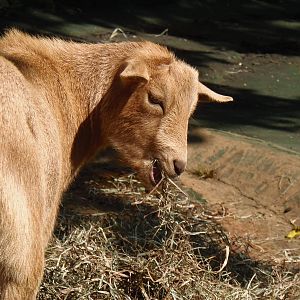 New England Farmyard- Nigerian Dwarf Goat