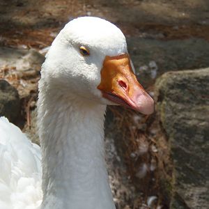 New England Farmyard- Sebastopol Goose