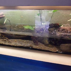 New England Farmyard- Reptiles of CT- Bullfrog/Turtle Exhibit
