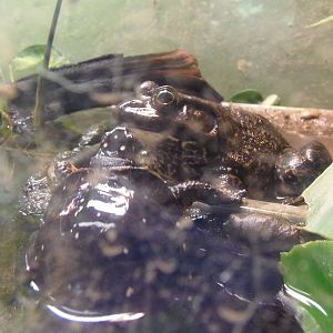 New England Farmyard- Reptiles of CT- Bullfrog and Spotted Turtle