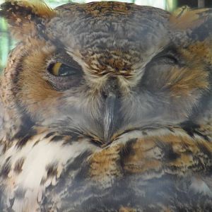 New England Farmyard- Great Horned Owl