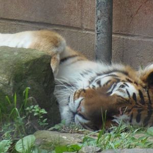 Predators- Sleeping Naka