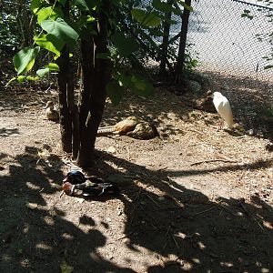 Alligator Alley- Identify All 5 Bird Species!