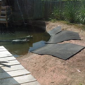 Alligator Alley- American Alligator Exhibit