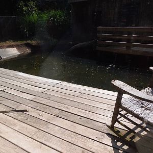 Alligator Alley- American Alligator Exhibit