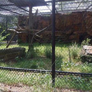 Predators- New Amur Leopard Exhibit
