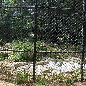 Predators- New Amur Leopard Exhibit