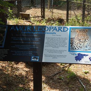 Predators- New Amur Leopard Signage
