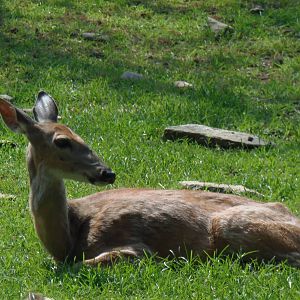 North American Plains- White-Tailed Deer Doe