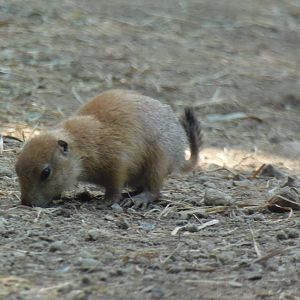 North American Plains- Prairie Dog Pup