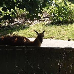Lawrence the Llama Takes A Dip