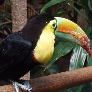 South American Rainforest- Toucan on Railing