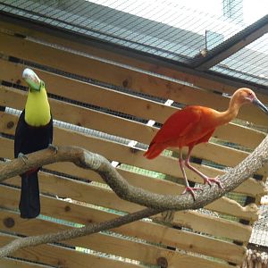 South American Rainforest- Toucan and Scarlet Ibis