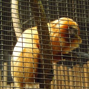 South American Rainforest- Golden-Lion Tamarin