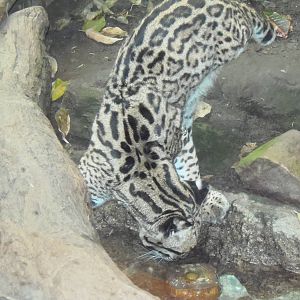 South American Rainforest- Ocelot Checks Out Ice Square