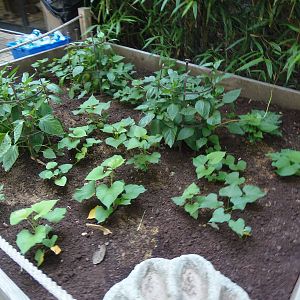 South American Rainforest- South American Vegetable Garden