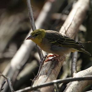 Another Bird ID Needed