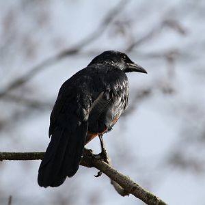 And Another Bird ID Needed