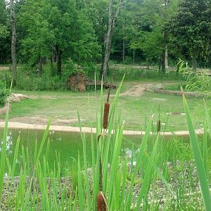 African elephant enclosure