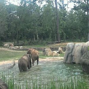 African elephant enclosure