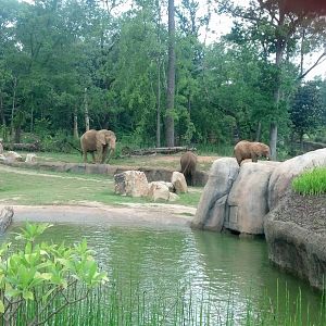 African elephant enclosure