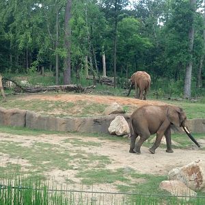 African elephant enclosure